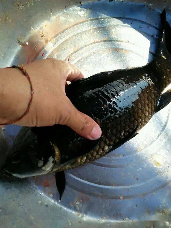 有钓友说,我是酱油缸里钓的,我去,那不成咸鱼了吗?