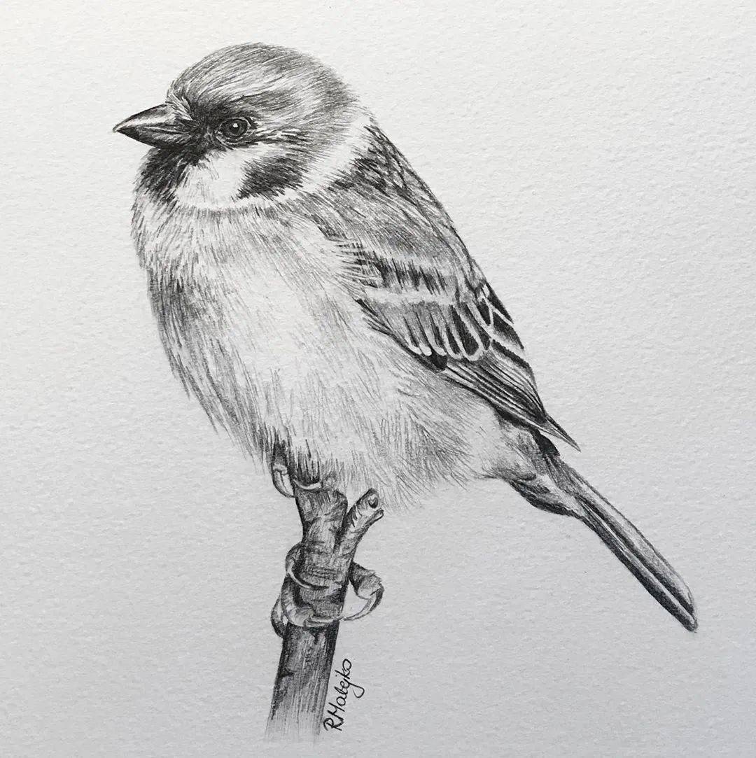 8小时画了一只猎鹰活灵活现的各种鸟类素描果断收藏