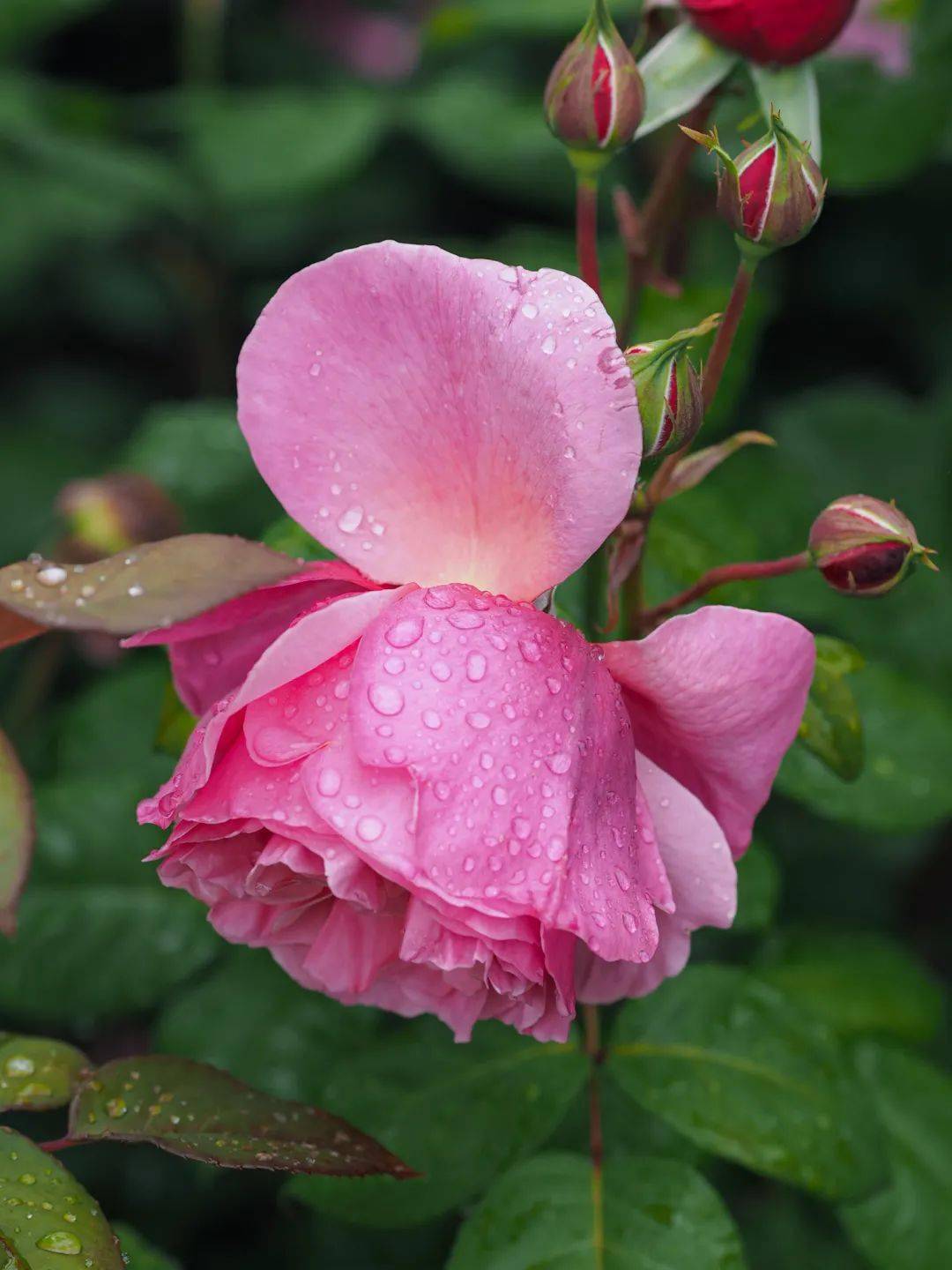 新品种一款接近完美的莉娜雷诺月季