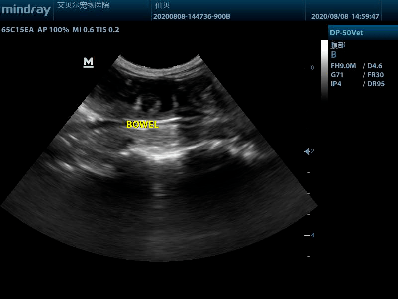 一例貓腸道線性異物的超聲診斷
