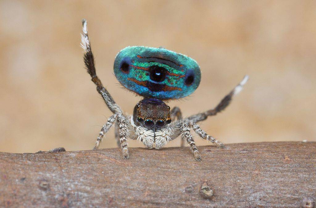 德摄影师抓拍孔雀蜘蛛"舞蹈"瞬间 多彩腹部宛若绚丽舞台装