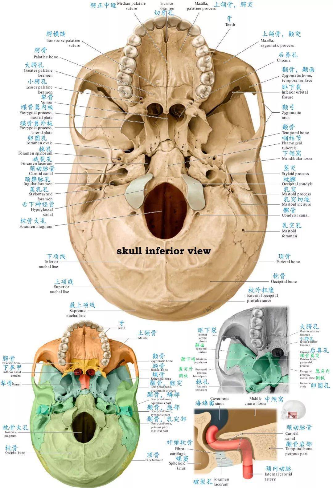 必点收藏 | 超精致颅骨美图分享67_解剖
