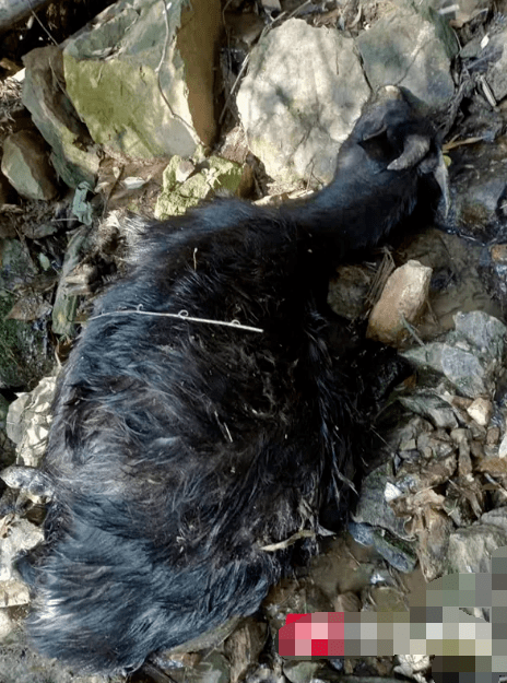 湖南丨28只羊离奇失踪他进山找羊却看见恐怖一幕