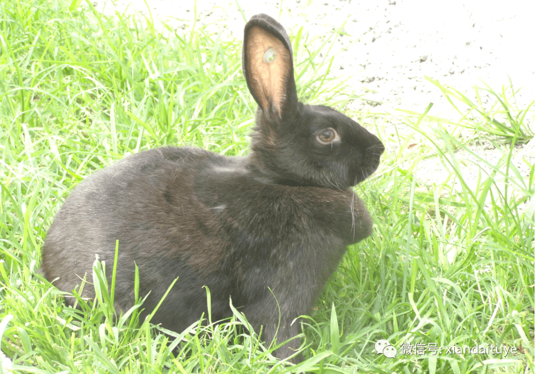 中华黑兔长多大图片