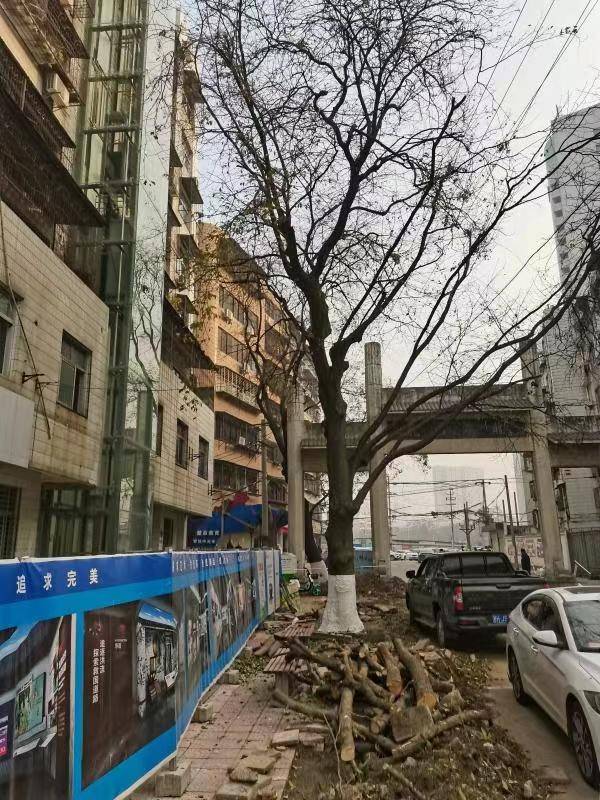 中天街街景改造为古树"让道"