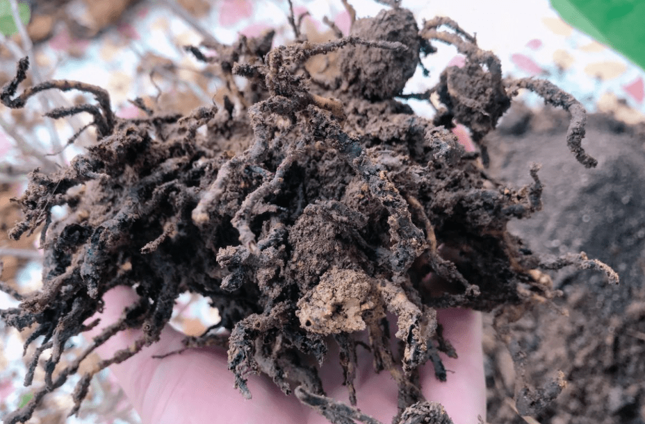 春耕在即，小心药害与肥害！_土壤