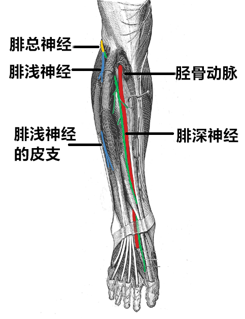 腓总神经解剖简述 腓骨