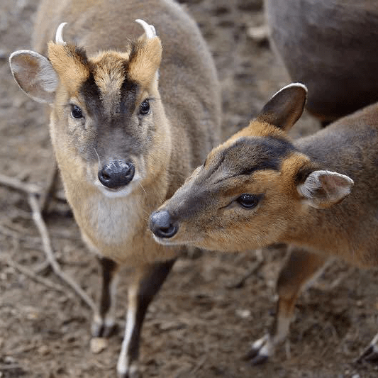 江苏银行私人银行爱心公益活动丨红山森林动物园爱心认养