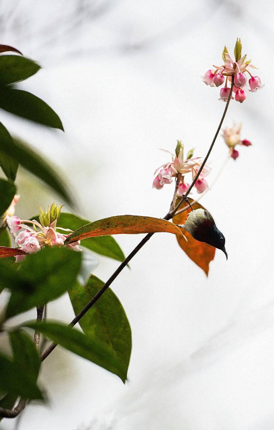 一期一花吊钟花