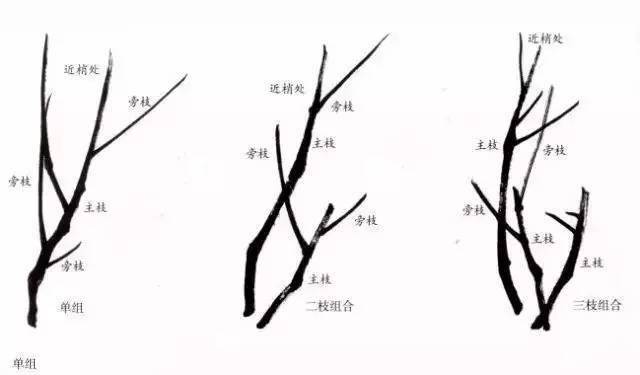 国画教程 大师吴昌硕