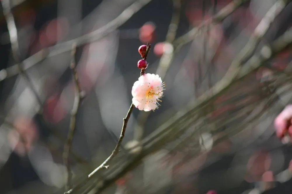 【信息资讯】歙县：朵朵梅花送春来