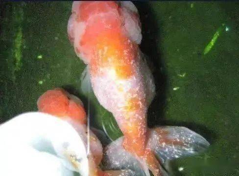 鱼病防治-打粉病的治疗同白点病的区分