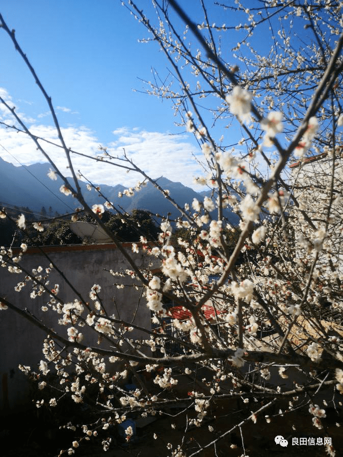 梅花缤纷怒放良田乡的青梅树疏枝缀玉像是热情地向我们招手缀满了白梅