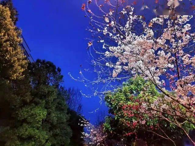知妍女工程师中心摄影大赛获奖作品公布