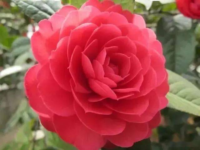 18种 山茶花名品图鉴 简直美爆了 品种