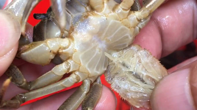 大部分淡水螃蟹都有寄生虫