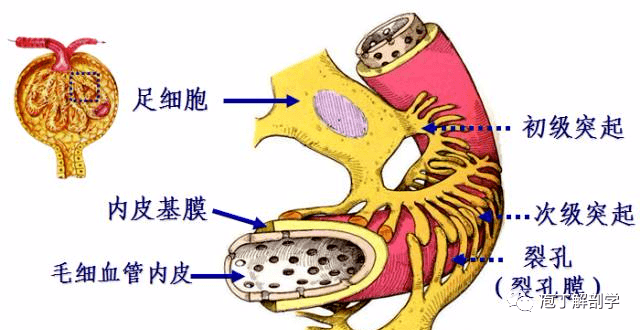 肾小球滤过膜解剖图图片