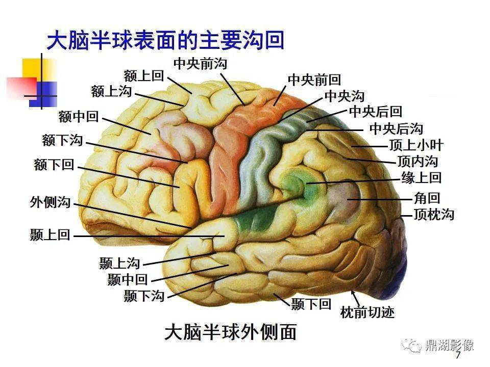 超高清端脑详细解剖图谱必点收藏