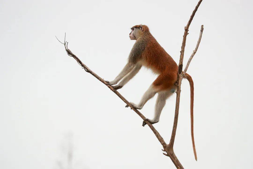 猴界的"速度担当"—赤猴_宝宝