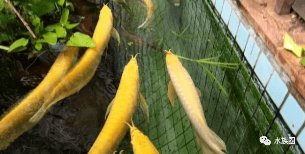 怎么养鱼才能不养死 3d74b71737d34094ad9aa614e128446e.png