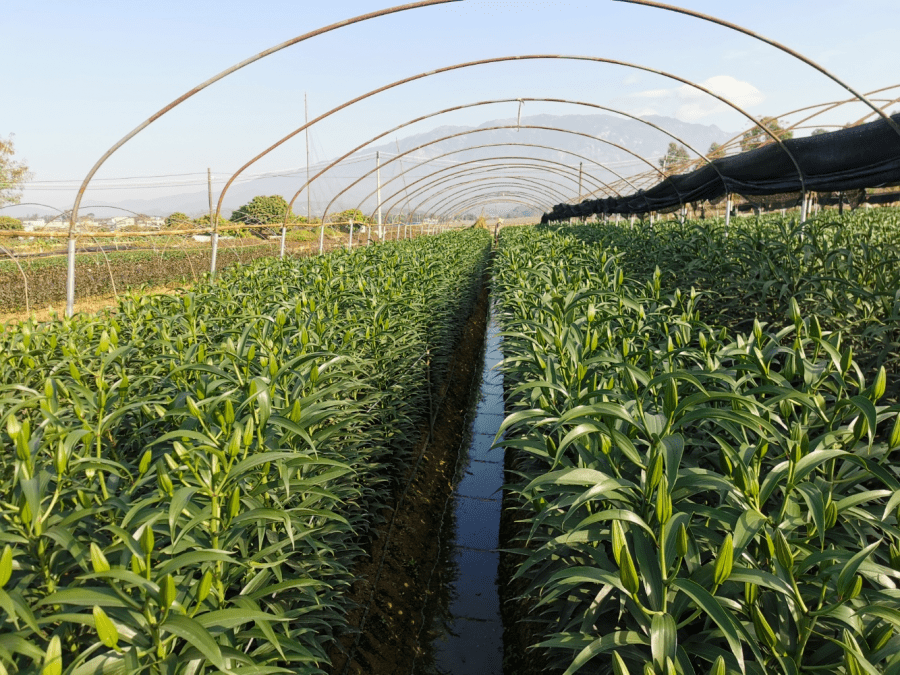 博罗人长宁喊你来买百合花啦