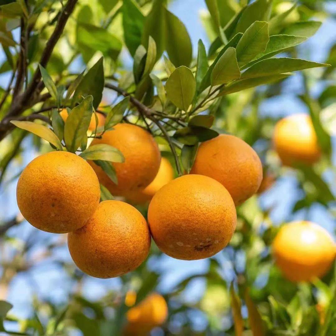 潮州柑亮相广州塔