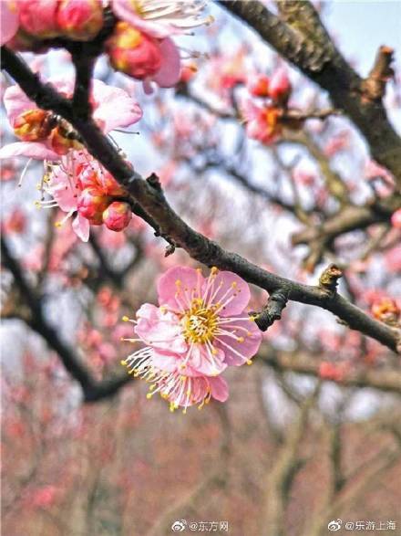 上海植物园喊你赏梅啦本周末将迎早梅开放小高潮，快来看！