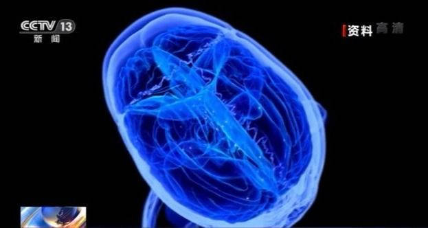 大脑|基因组如何参与人类进化过程？看科学家揭秘大脑发育模式→