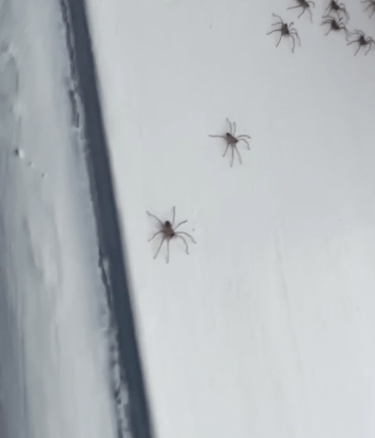 澳洲女孩发现屋顶上百只蜘蛛在 聚会 接下来竟然 还挺暖心 房间