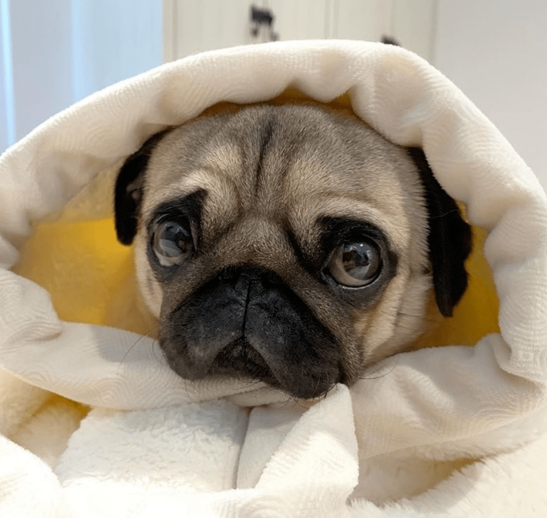 而且短短的被毛会让它觉得冬天好冷!