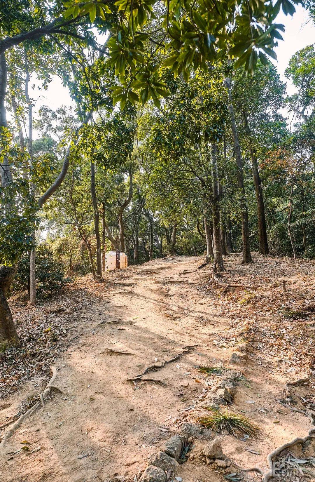 手作步道无痕山林梅林山郊野径带你在繁华都市中亲近自然