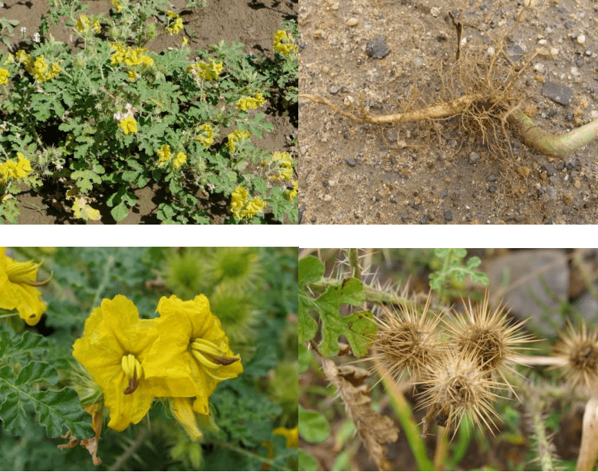 外来物种入侵影响几何 生物