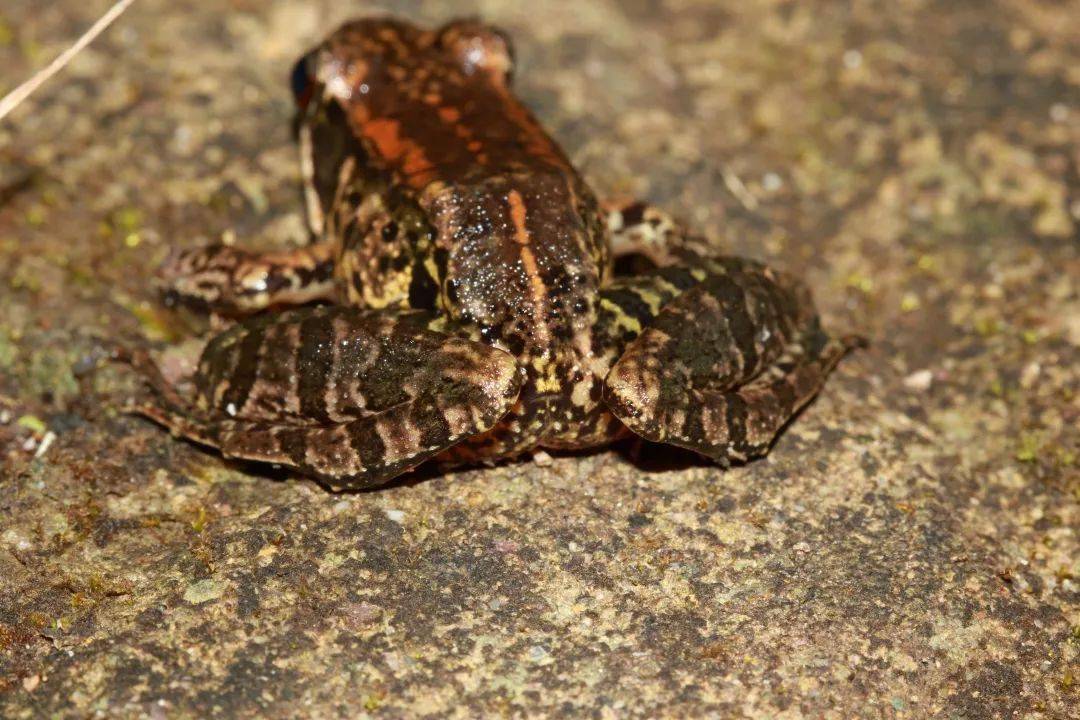 在梅花山自然保护区又发现福建新记录种粤琴蛙
