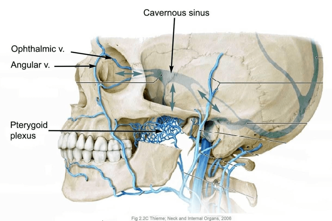面部静脉丛图片