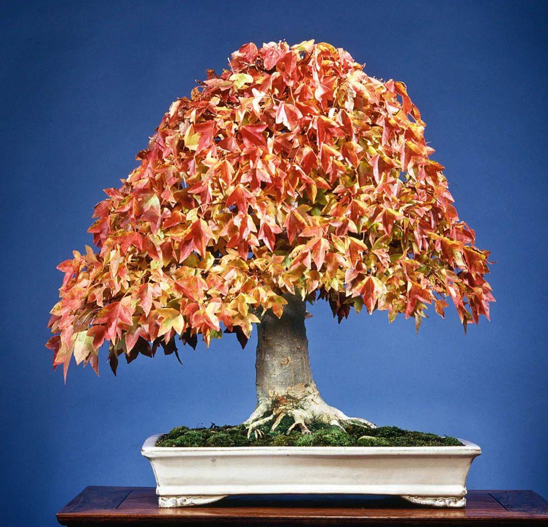 国外盆景作品欣赏