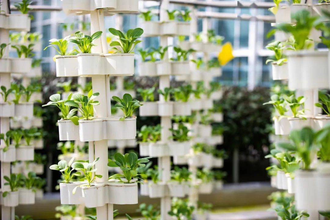 一封感谢信唤醒新田园鹤壁建业绿色基地获当地政府点赞