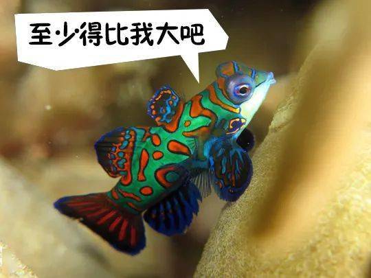 麒麟魚:尺寸很重要