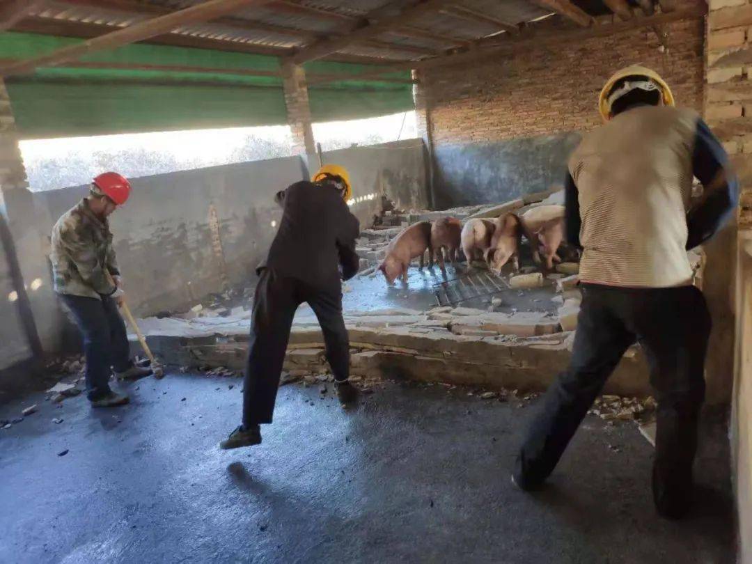 大量现场图曝光拆除复养猪场新建猪场共计8户为何