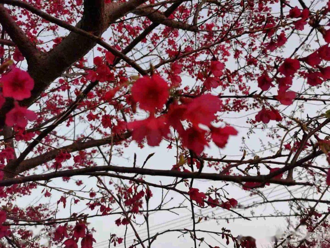 翔安的樱花都开好了，极美！阳光正好，微风不燥，带上爱的人一起去拍拍拍~