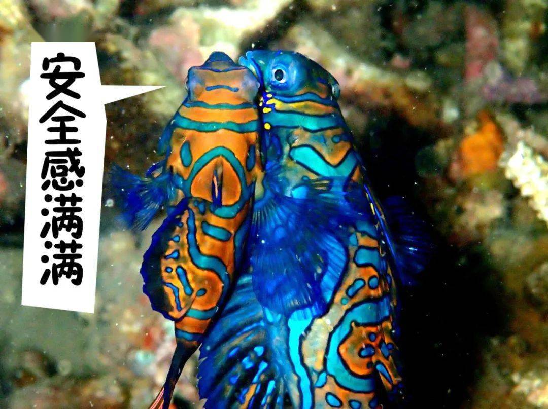 麒麟鱼:尺寸很重要