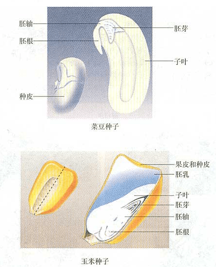 蚕豆种子图片 解剖图图片