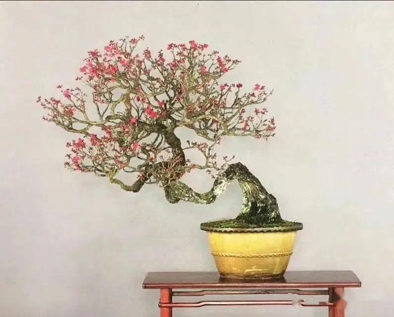 极品梅花盆景200款,绝对值得一看!