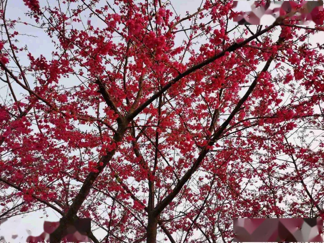 翔安的樱花都开好了，极美！阳光正好，微风不燥，带上爱的人一起去拍拍拍~