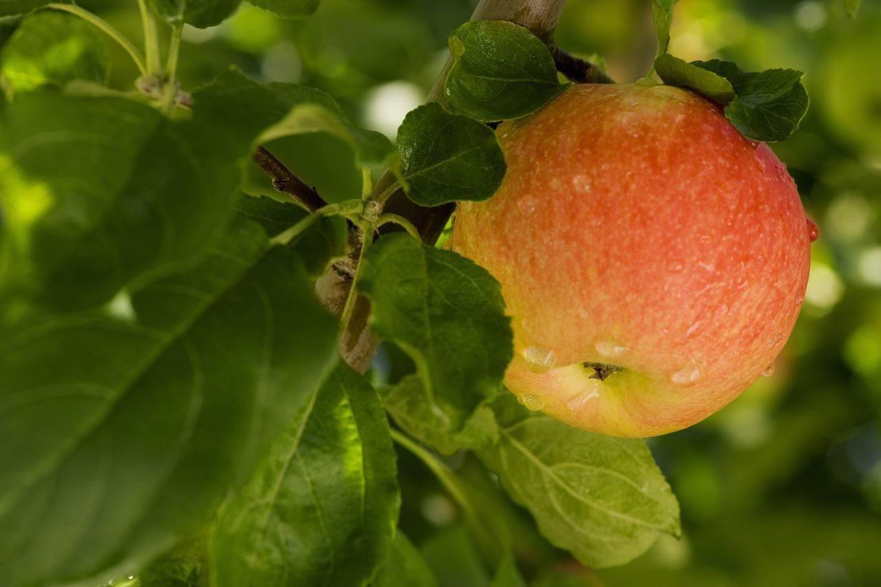 果树发生药害用什么肥料可以补救?