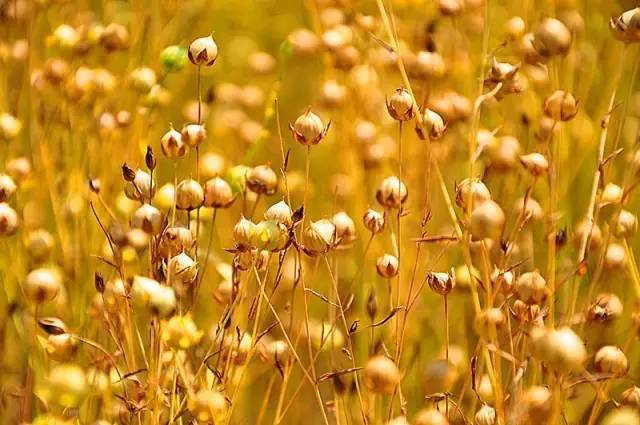 村支书用西海固方言介绍胡麻油这味儿很地道