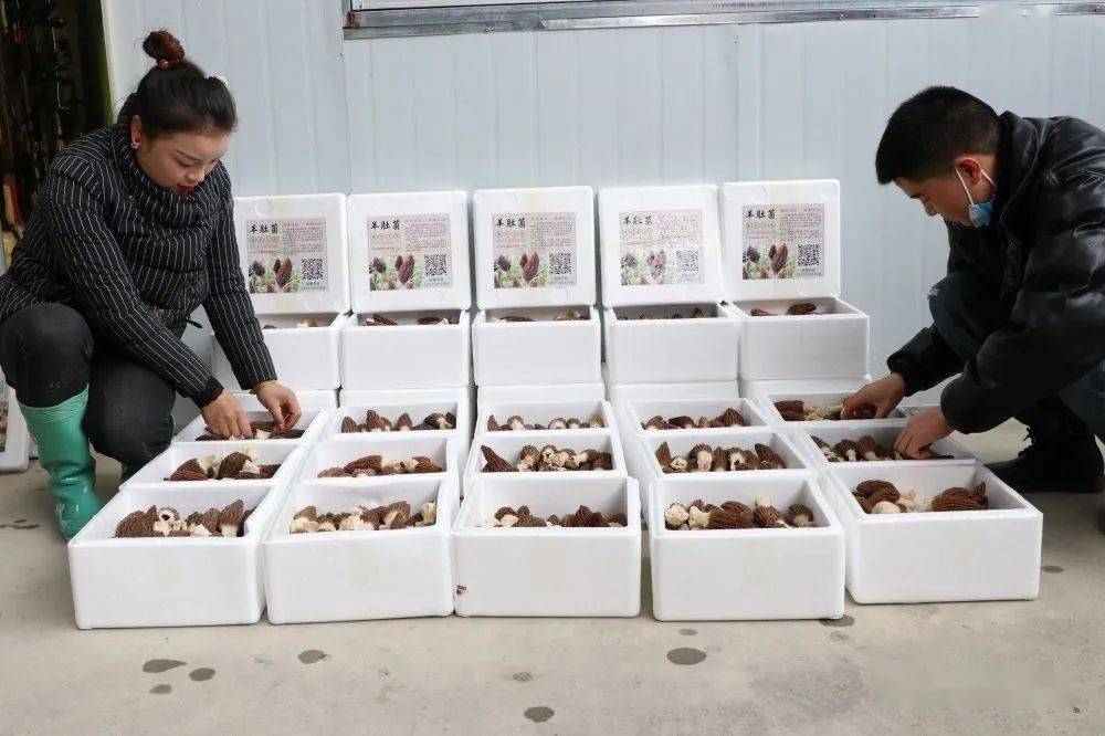 图说天柱蓝田镇1000亩羊肚菌新鲜上市采摘销售忙