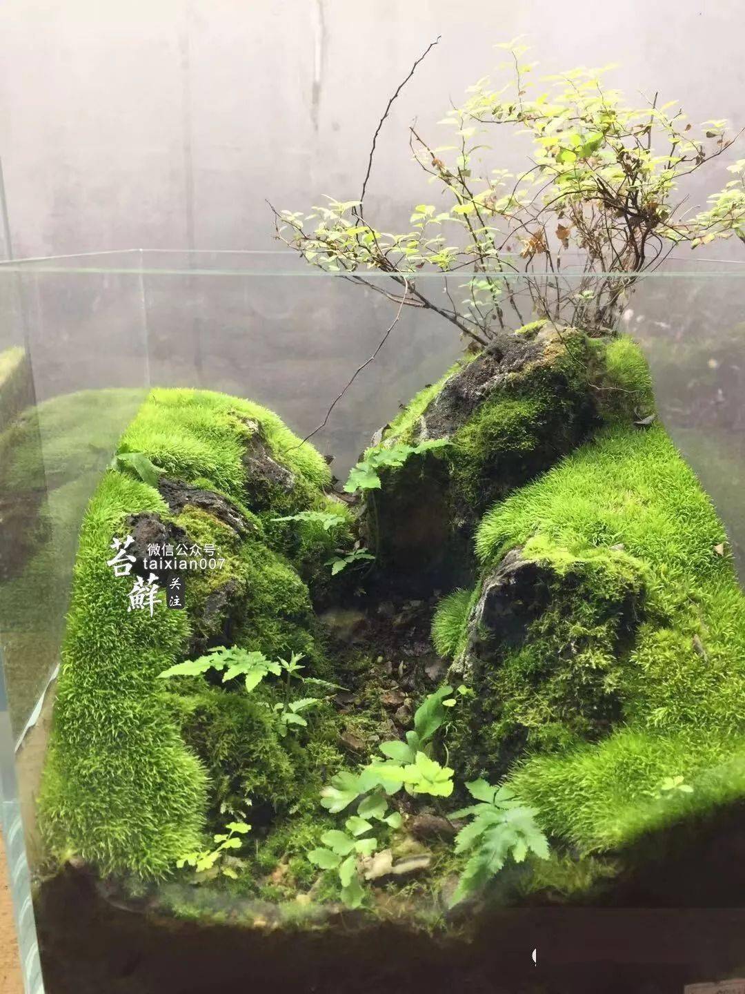 看看这位高手是怎么把青苔养得如此极品的