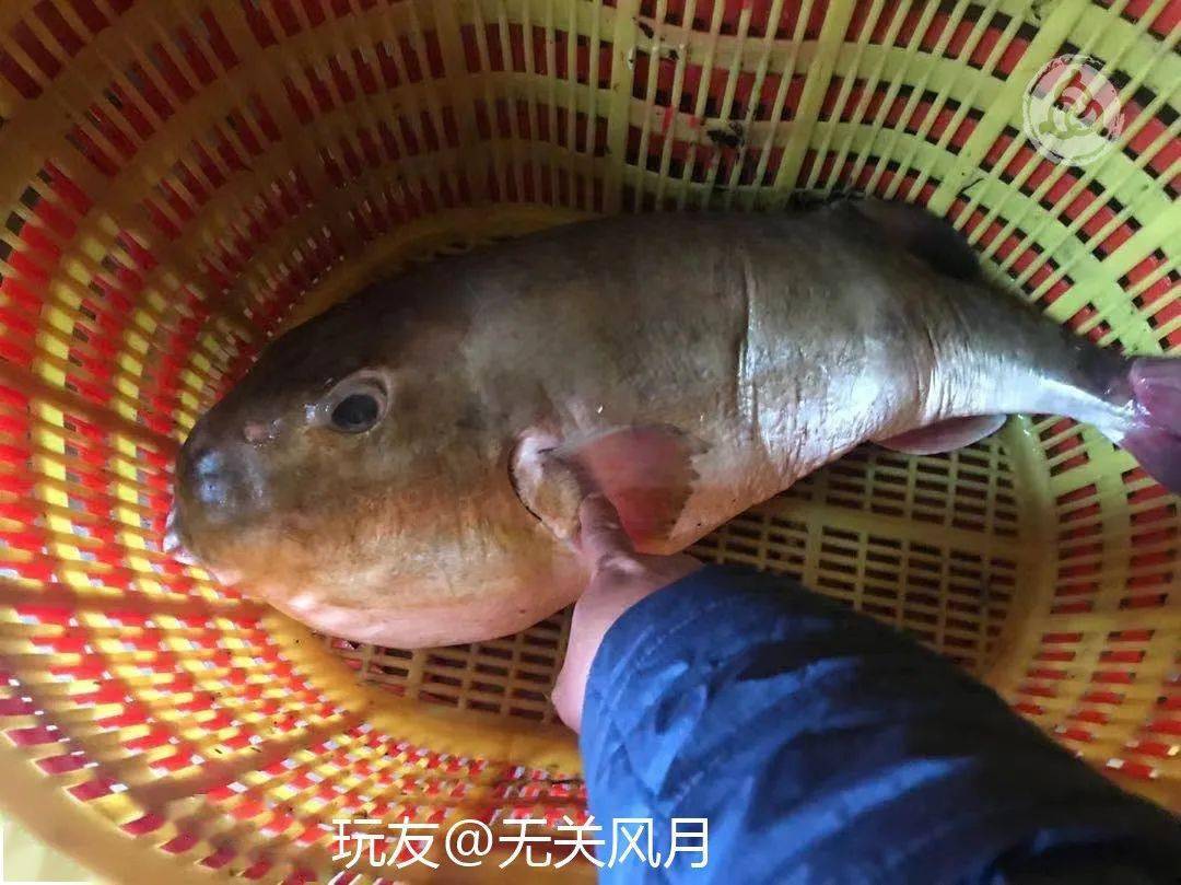 媳妇炖了一条鱼一波狠操作让她惊掉下巴