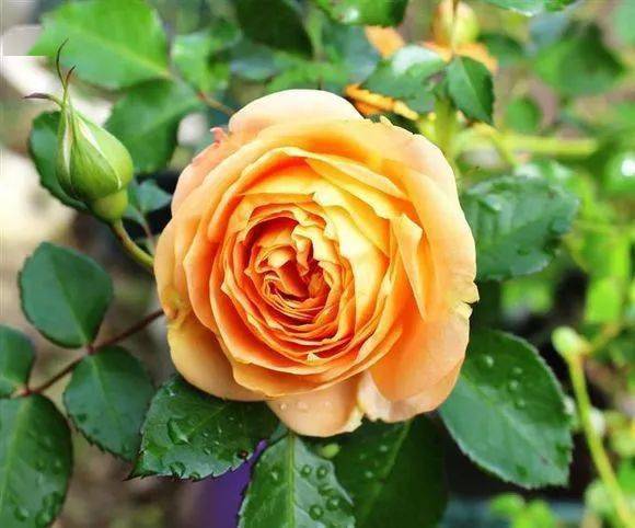 不愧为花中皇后这些国月与欧月都美爆了图鉴