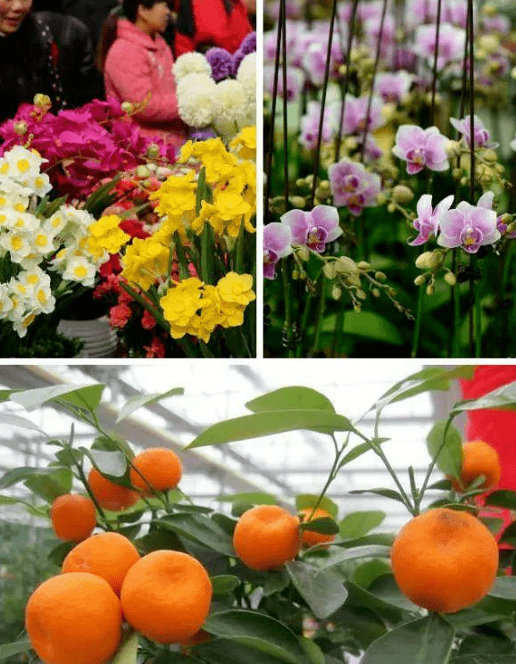 广州年花年桔开卖啦,线上线下都能买,价格又实惠